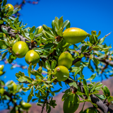 Huile d'argan cosmétique