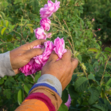 Hydrolat de rose de Damas pur